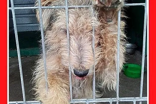 10mies.welsh terier ,przyjazny,wesoły pies DŻOSZ.A