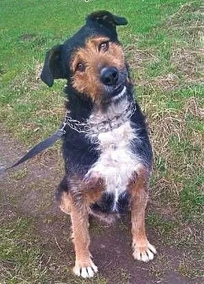 LAKI - 2,5 letni, delikatny i nieśmiały psiak do adopcji, mazowieckie Warszawa, Mazowieckie, Warszawa