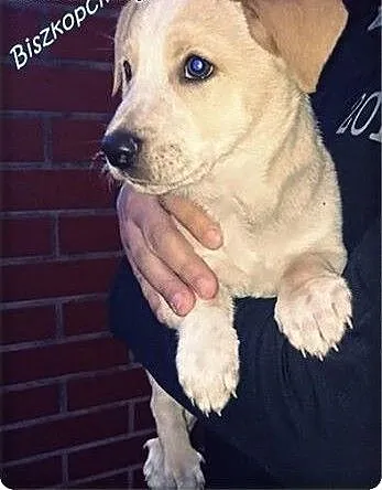 Mały szczeniaczek Biszkopcik do adopcji, pomorski