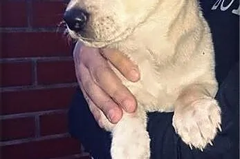 Mały szczeniaczek Biszkopcik do adopcji,  pomorski