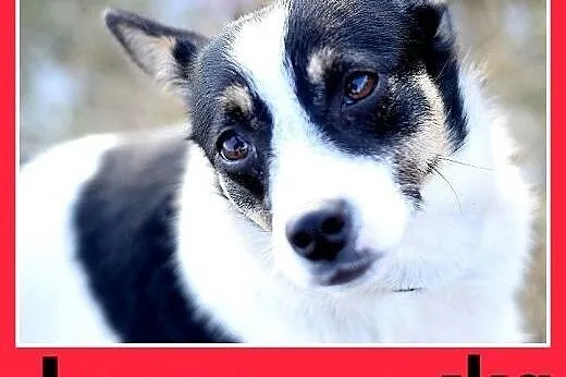 LAURA,7kg,mała,radosna,łagodna suczka do adopcji,  śląskie Katowice