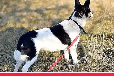 LAURA,7kg,mała,radosna,łagodna suczka do adopcji, 