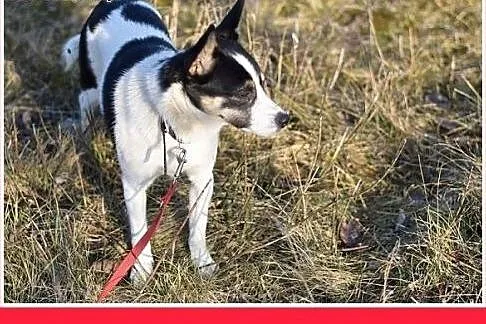 LAURA,7kg,mała,radosna,łagodna suczka do adopcji, 