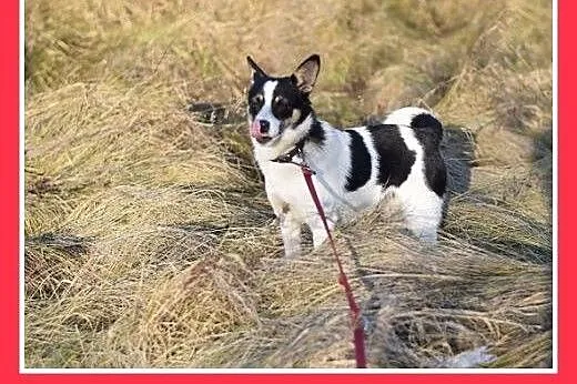 LAURA,7kg,mała,radosna,łagodna suczka do adopcji, 