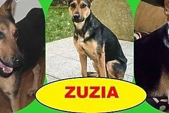 Zuzia owczarkowata dziewczyna szuka domku ,  małop