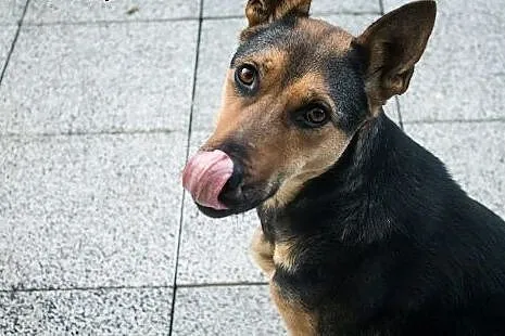 Zuzia owczarkowata dziewczyna szuka domku ,  małop