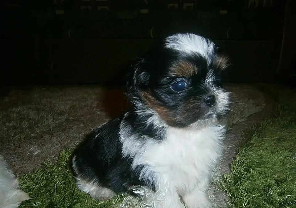 Shih Tzu