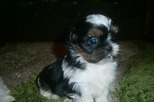 Shih Tzu