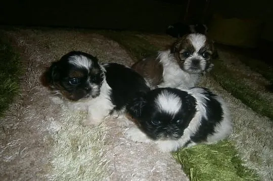 Shih Tzu