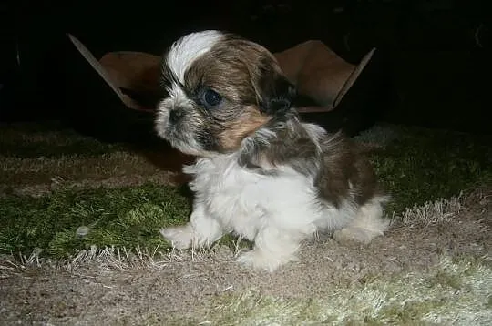 Shih Tzu