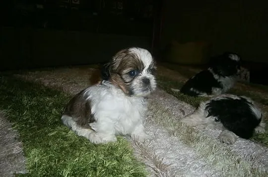 Shih Tzu