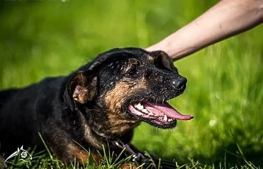 KRUKI- cudowny piesek, chętnie jako drugi piesek ,