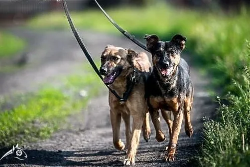 KRUKI- cudowny piesek, chętnie jako drugi piesek ,