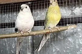 Papugi Świergotki , Pustków