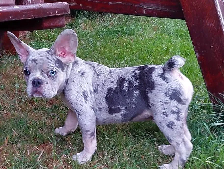 Buldog francuski szczeniaki, Mazowieckie, Mogielnica