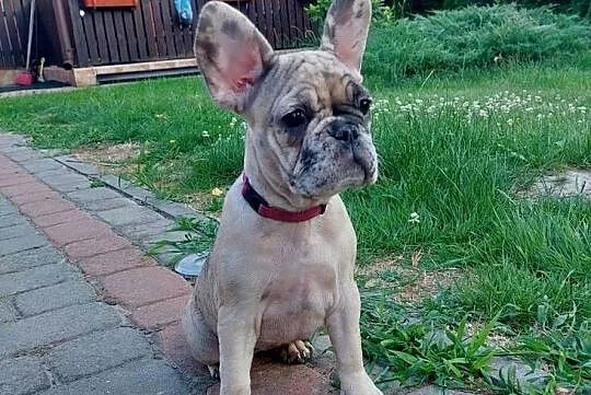 Buldog francuski szczeniaki, Mazowieckie, Mogielnica