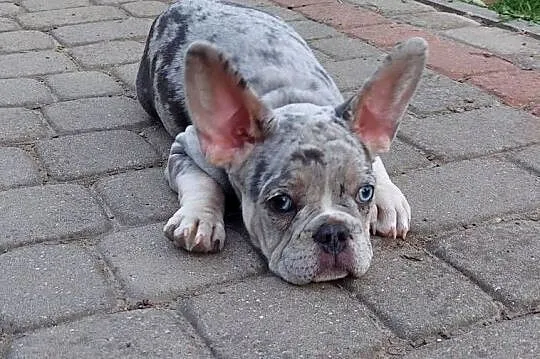 Buldog francuski szczeniaki, Mazowieckie, Mogielnica
