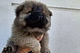 Misie chow chow