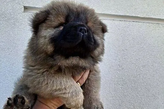 Misie chow chow