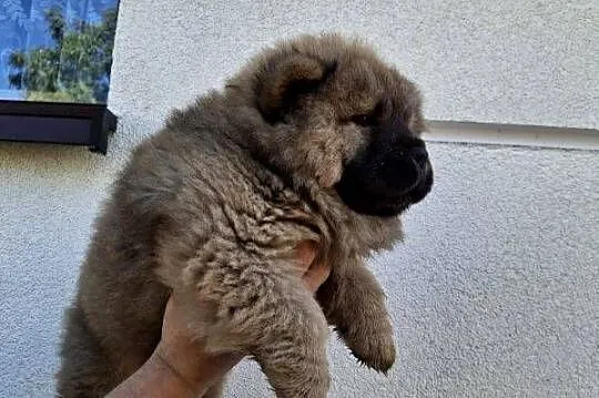 Misie chow chow, Mazowieckie, Ciechanów