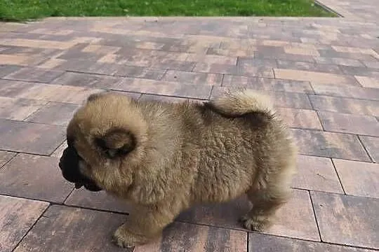 Misie chow chow, Mazowieckie, Ciechanów