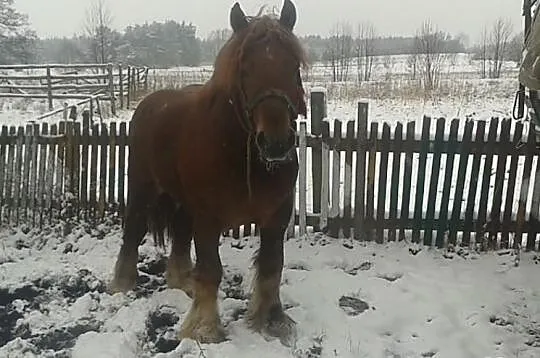 Pieter