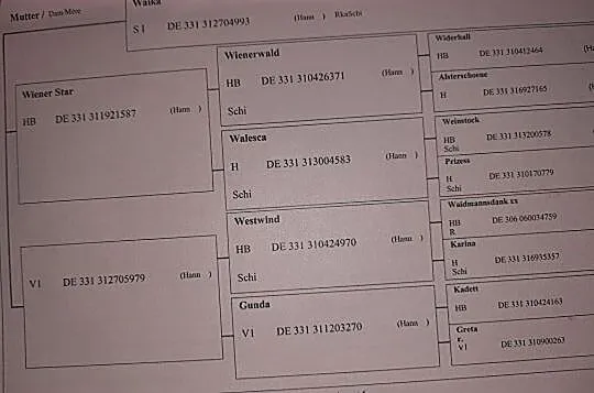 Sprzedam klacz do hodowli, , Przeźmierowo
