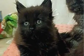 Kocurek maine coon