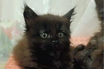 Kocurek maine coon, Kujawsko-pomorskie, Grudziądz