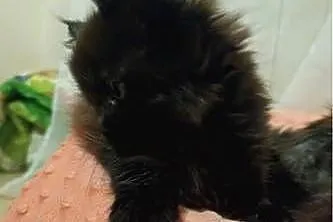 Kocurek maine coon, Kujawsko-pomorskie, Grudziądz
