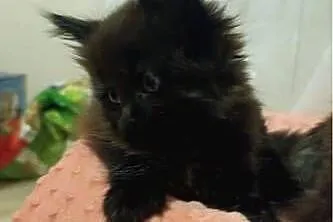 Kocurek maine coon, Kujawsko-pomorskie, Grudziądz