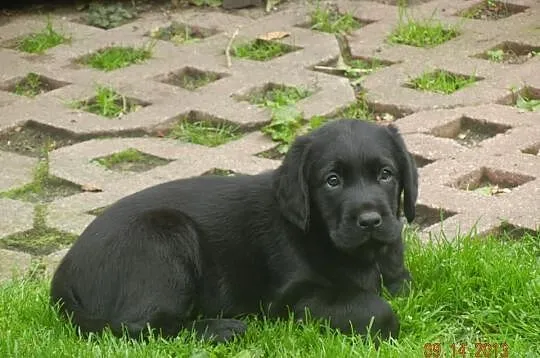 Labrador Retriver czarne i czekoladowe po CH .PL