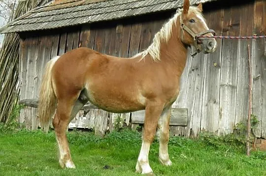 Ogierek Sztum