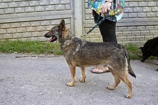 Młody, spokojny, przeszkolony pies tylko w dobre r