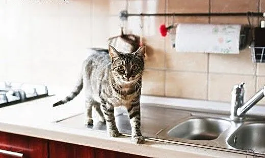 Roczna Pralinka - kocica dla konesera :), dolnośl
