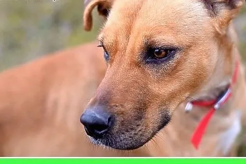Z domu tymczas.łagodna,grzeczna,srednia suczka NELA.Adopcja,  dolnośląskie Wrocław