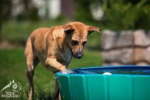 Lori fantastyczna poleca sie do adopcji,  małopols