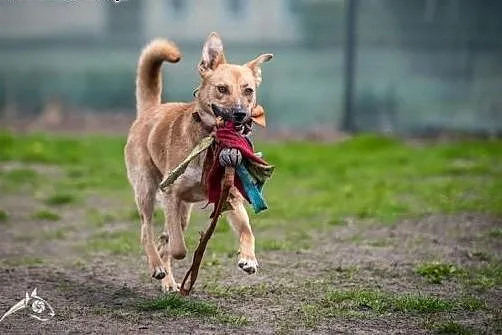 Lori fantastyczna poleca sie do adopcji,  małopols