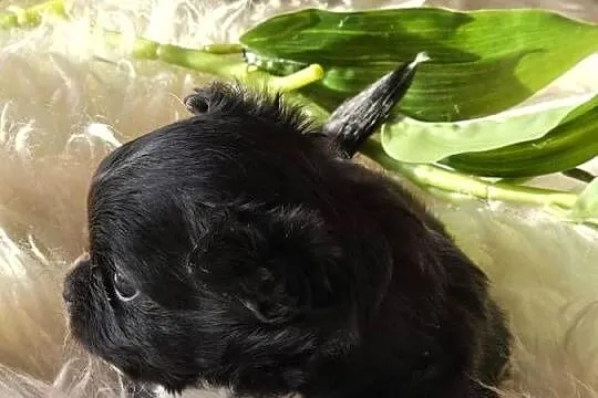 Chihuahua Czarna Maleńka Sunia ***