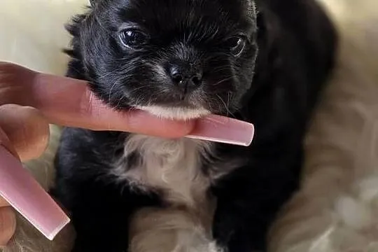 Chihuahua Czarna Maleńka Sunia ***, Śląskie, Bielsko-Biała