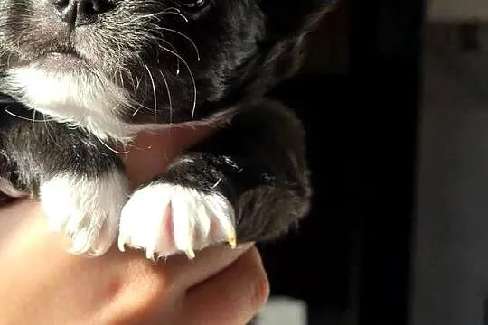 Chihuahua Czarna Maleńka Sunia ***, Śląskie, Bielsko-Biała