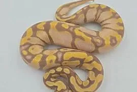 Pyton Królewski samica Pastel Woma Enchi YB Banana