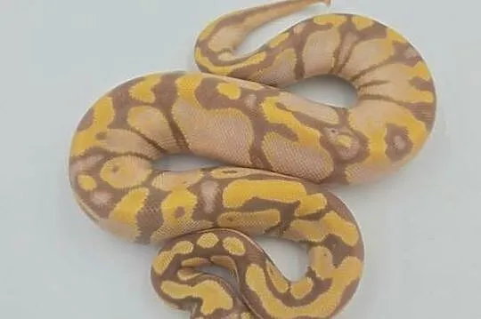 Pyton Królewski samica Pastel Woma Enchi YB Banana