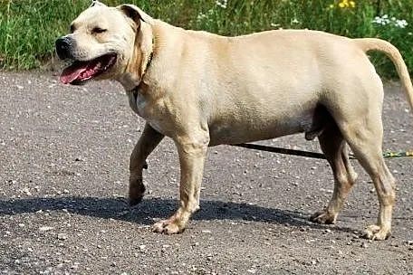 Masti w typie amstaffa szuka domu,  śląskie Katowi