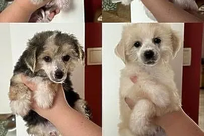Piękne Grzywacze Chińskie na sprzedaż suczki pieski Łyse i Powder Puff, Mazowieckie, Wyszków