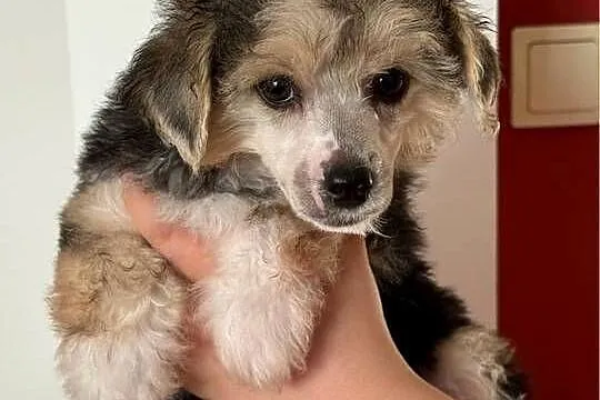 Piękne Grzywacze Chińskie na sprzedaż suczki pieski Łyse i Powder Puff, Mazowieckie, Wyszków