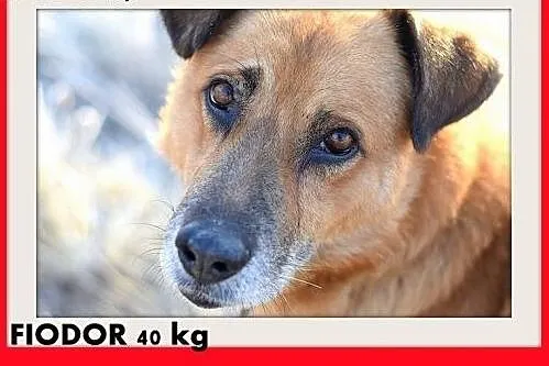 FIODOR, 40kg,duży,spokojny pies do adopcji,  dolnośląskie Wrocław