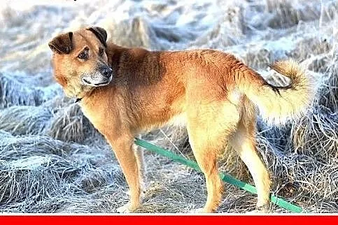 FIODOR, 40kg,duży,spokojny pies do adopcji,  dolno
