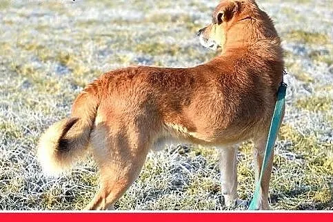 FIODOR, 40kg,duży,spokojny pies do adopcji,  dolno