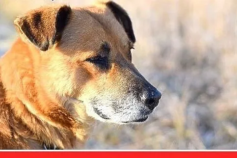 FIODOR, 40kg,duży,spokojny pies do adopcji,  dolno